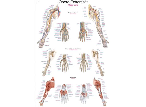 Plakat Upper Limb AL513